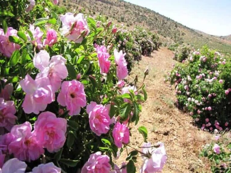 قمصر کاشان کجاست؛ قمصر شهر معطر و پایتخت گلابگیری ایران | مجله گردشگری