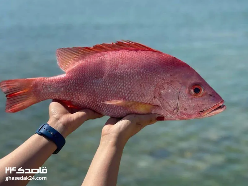 میگو و ماهی جزیره هرمز