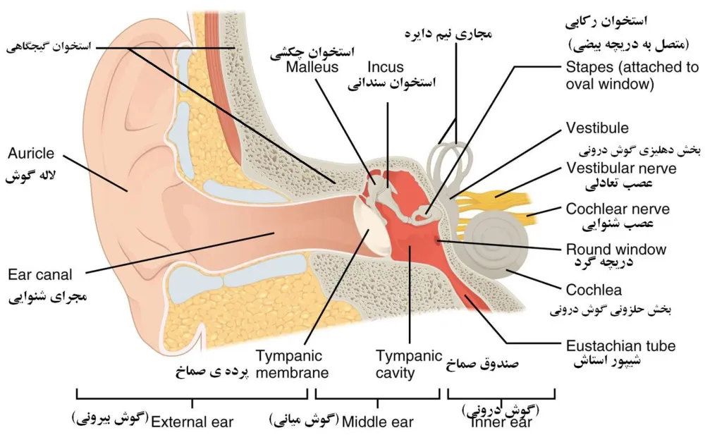  سفر با هواپیما و درد گوش، آنچه باید بدانید