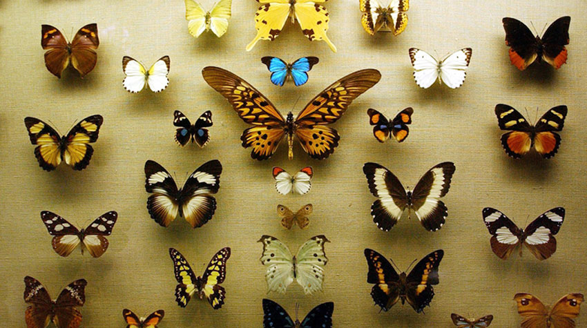 موزه حشرات باغ گیاه شناسی