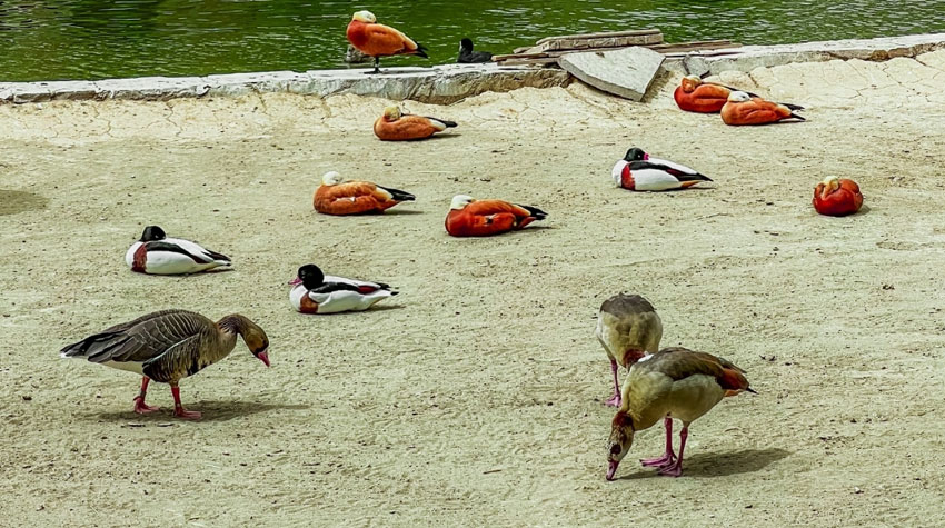 باغ پرندگان تهران