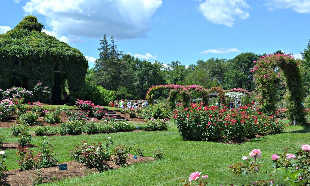 باغ رز پارک الیزابت