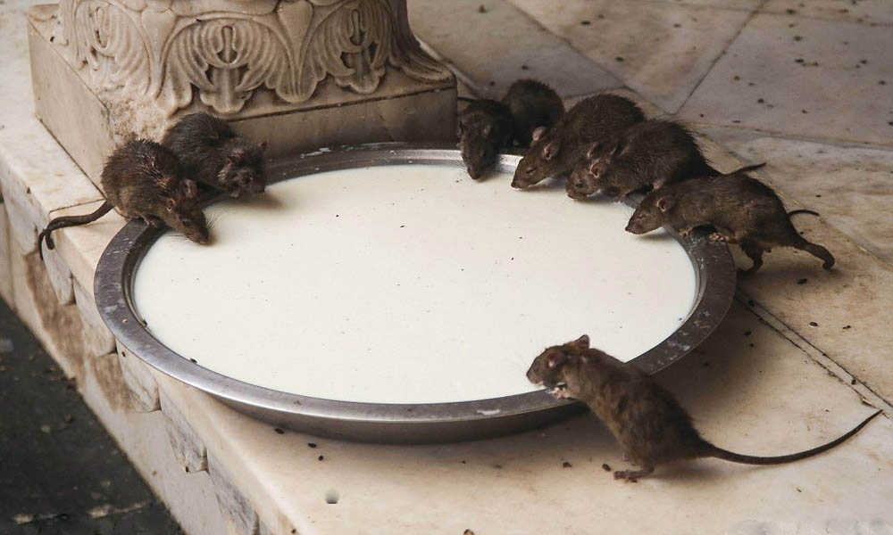 از جزیره عروسک ها تا خانه وارونه؛ جاذبه های گردشگری مدرن