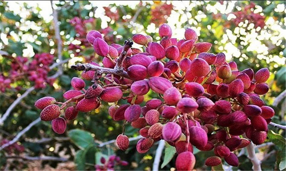 بلیط قطار دامغان