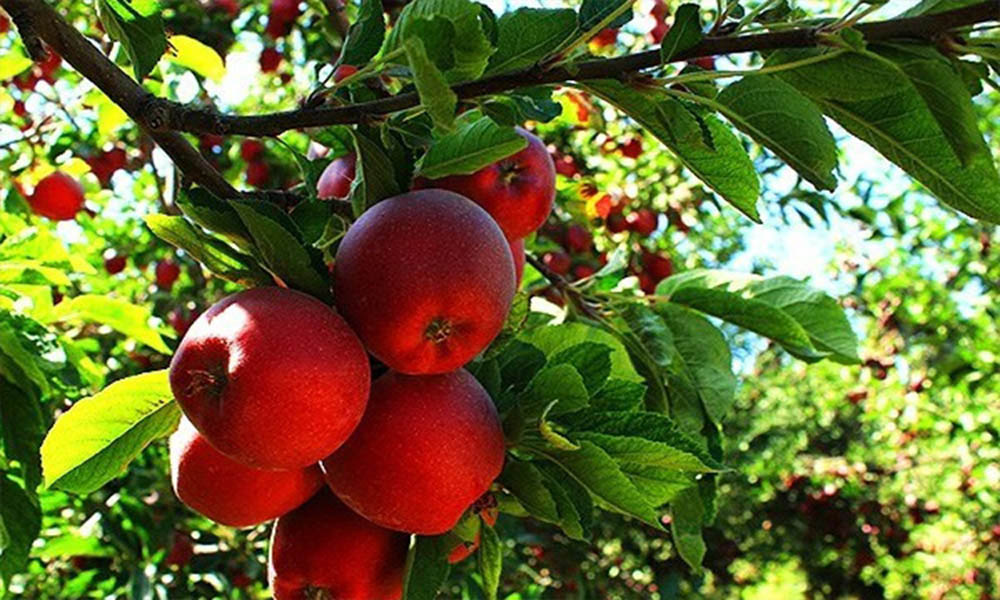 قطار میانه