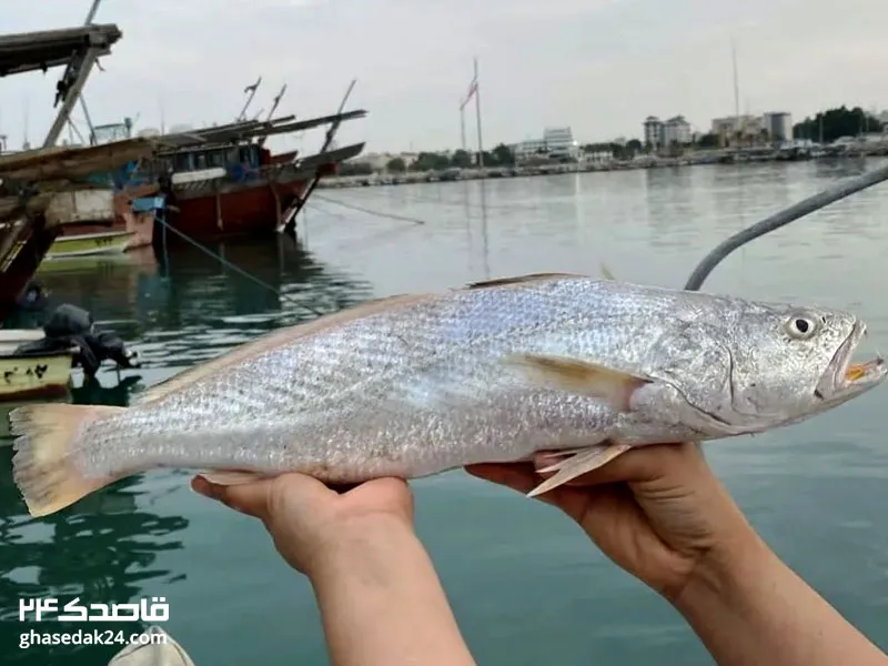 بهترین سوغاتی بوشهر