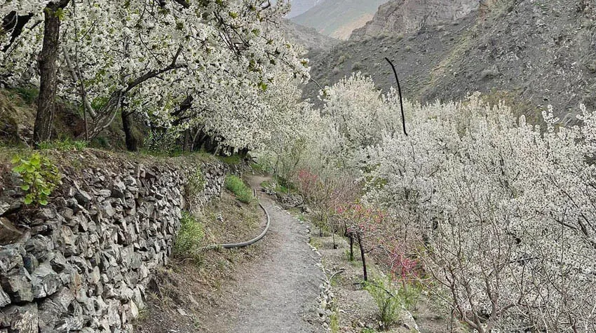 کمپ روستای سرسبز رندان